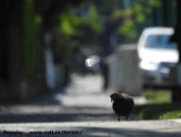 Imagine atasata: Pasaj Popa Sapca - 2018.05.20 - 088.jpg